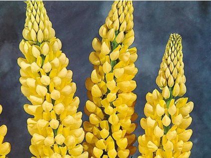 Lupina 'Chandelier'  Lupinus 'Chandelier'