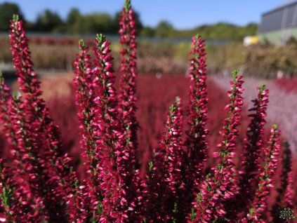 Calluna vulgaris Scarlett (1)