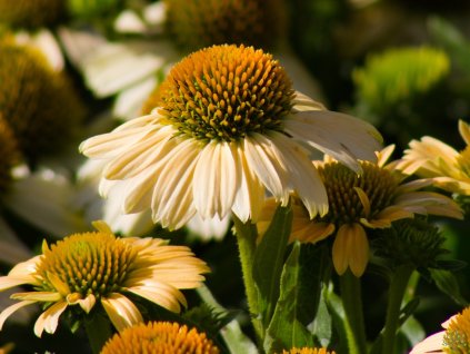 Echinacea Meditation Lime (1)