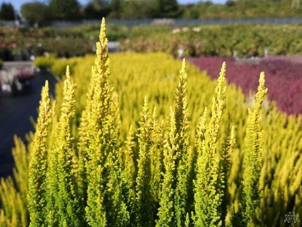 Calluna vulgaris Skyline Miami (3)