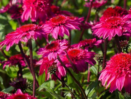 Echinacea Double Rose (4)