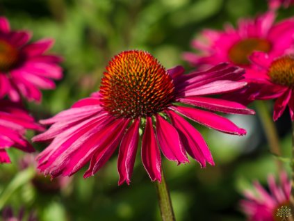 Echinacea Kismet Rapsberry (3)