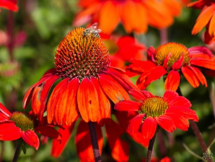 Echinacea Kismet Intense Orange (6)
