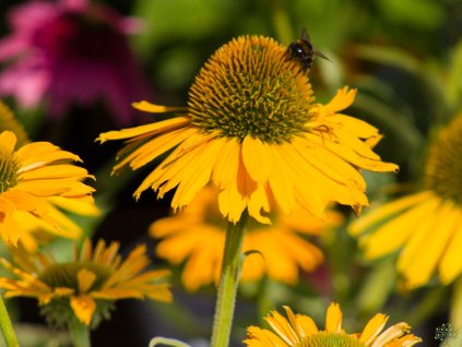 Třapatka 'Kismet® Yellow' - Echinacea 'Kismet® Yellow'  Echinacea 'Kismet® Yellow'