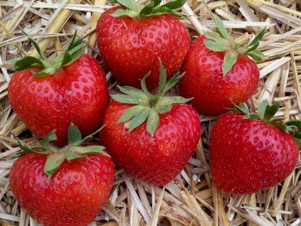 Jahodník 'Rendezvous'  Fragaria x ananassa 'Rendezvous'