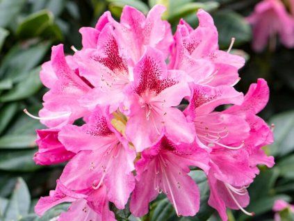 Rododendron 'Cosmopolitan'  Rhododendron 'Cosmopolitan'