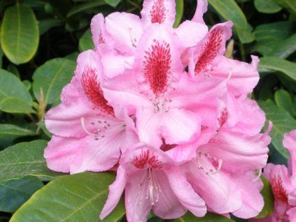 Rododendron 'Furnivall's Daughter'  Rhododendron 'Furnivall's Daughter'