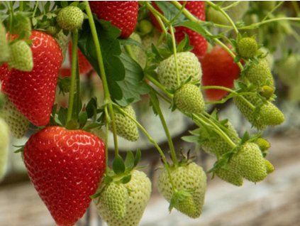 Jahodník 'Meggy'®  Fragaria x ananassa 'Meggy'®