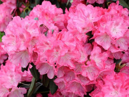 Rododendron 'Morgenrot'  Rhododendronyakushimanum'Morgenrot'