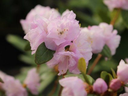 Rododendron daurský 'April Reign'  Rhododendron dauricum 'April Reign'