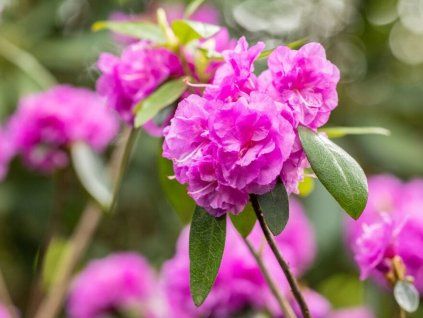 Rododendron daurský 'April Rose'  Rhododendron dauricum 'April Rose'