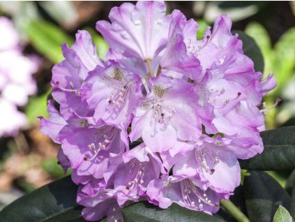 Rododendron obtížený 'Snipe'  Rhododendron impeditum 'Snipe'