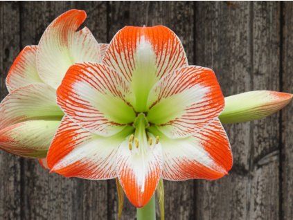 Amarylis 'Tropical Sensation'  Hippeastrum 'Tropical Sensation'