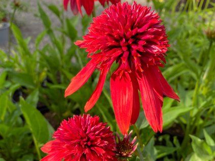 134373 trapatka nachova eccentric echinacea eccentric