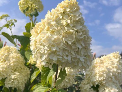 Hortenzie latnatá 'Limelight®'  Hydrangea paniculata 'Limelight®'