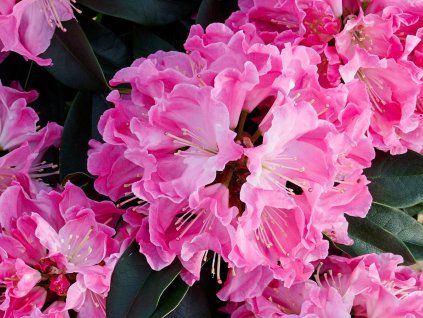 Rododendron Hortinno XXL 'Pink Tiger'  Rhododendron Hortinno XXL 'Pink Tiger'