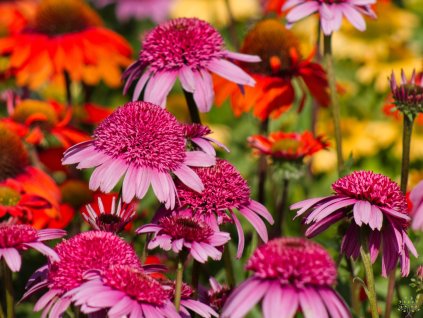 Echinacea Summer Candy (5)