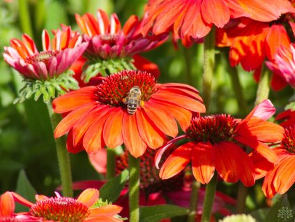 Echinacea Vintage Orange (1)
