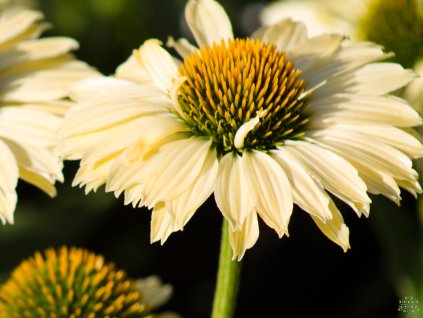 Echinacea Limoncello (2)