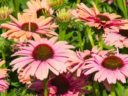 Echinacea Rainbow (1)