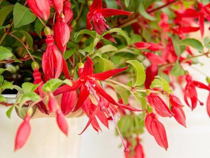 Fuchsie 'Chilli Red'  Fuschsia magellanica 'Chilli Red'