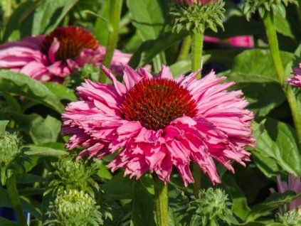 Echinacea Bolero Pink (1)