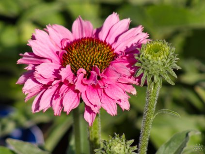 Echinacea Bolero Rose (3)