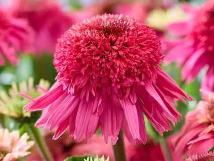 Třapatka 'Delicious Strawberry' - Echinacea 'Delicious Strawberry'  Echinacea 'Delicious Strawberry'