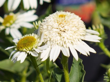Echinacea Double White Compact (3)