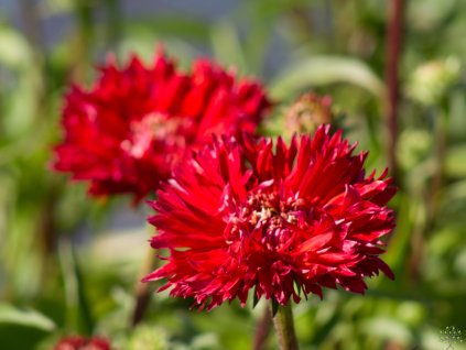 Echinacea Fringe Festival (3)