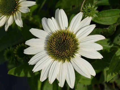 Třapatka 'Kismet® White' - Echinacea 'Kismet® White'  Echinacea 'Kismet® White'