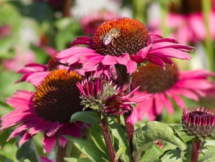 Echinacea Meditation Purple (3)