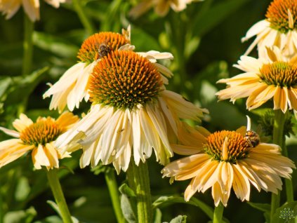 Echinacea Sensation Mango (1)