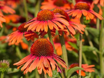 Echinacea Sensation Orange (3)