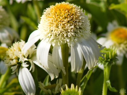 Echinacea purpurea Sombrero® 'Double White' (2)