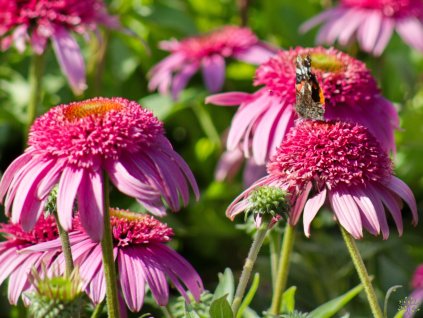 Echinacea Sundial Pink (1)