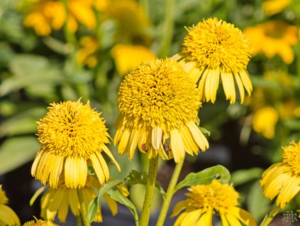 Echinacea Sunny Days Lemon (2)