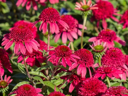 Echinacea Sunny Days Ruby (3)