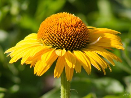 Echinacea Golden Sun (4)