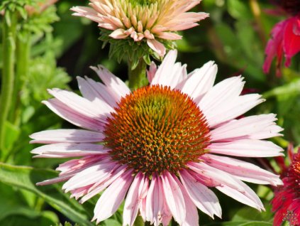 Třapatka 'Sunseekers Salmon' - Echinacea 'Sunseekers Salmon'  Echinacea 'Sunseekers Salmon'