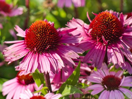 Echinacea Vintage Brilliant Rose (3)
