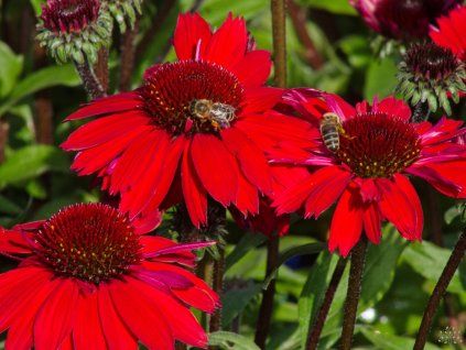 Echinacea Vintage Hot Red (3)