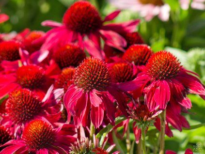 Echinacea Sunmagic Vintage Ruby (2)