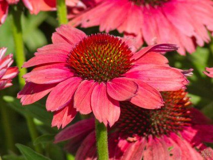 Echinacea Vintage Watermelon (1)