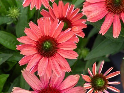 137330 trapatka nachova sunmagic vintage watermelon echinacea sunmagic vintage watermelon