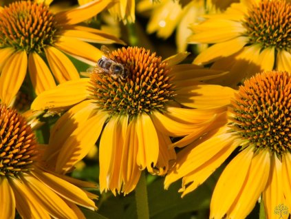 Echinacea Vintage Yellow (3)