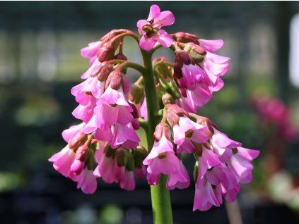 Bergénie srdčitolistá 'Oeschberg' - Bergenia cordifolia 'Oeschberg'  Bergenia cordifolia 'Oeschberg'