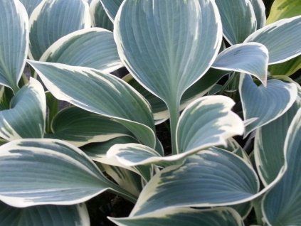 Bohyška 'El Nino' - Hosta 'El Nino'  Hosta 'El Nino'