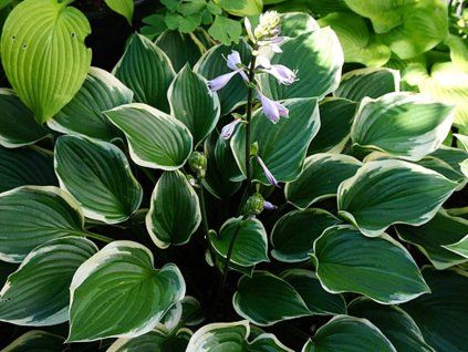 Bohyška 'Torchlight' - Hosta 'Torchlight'  Hosta 'Torchlight'