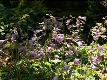 Bohyška "miniaturní" - Hosta minor  Hosta minor